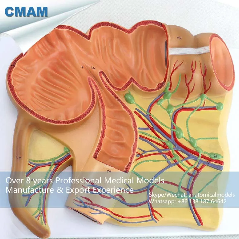 12553 CMAM VISCERA16 Oversized Human Anatomy Model of