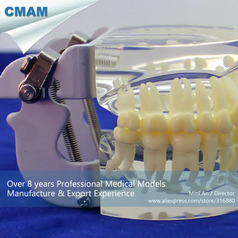 CMAM/12572 Стоматологическая-стандартная челюсть, стоматологическая медицинская обучающая анатомическая модель