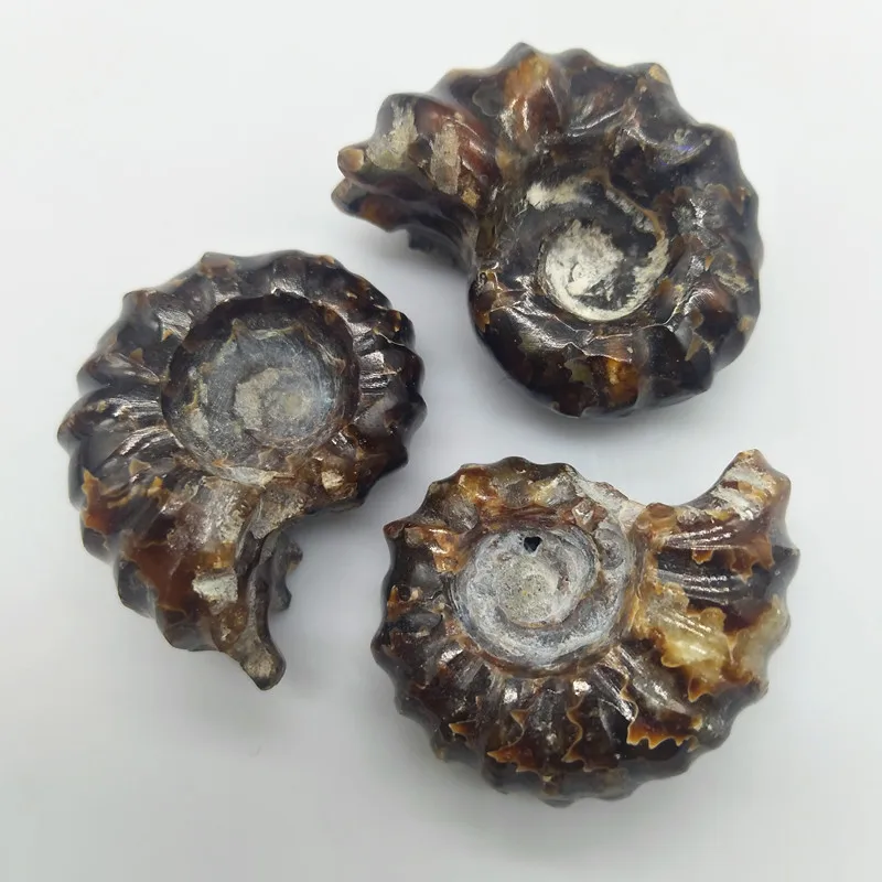 

3pcs/lot natural Madagascar ammonite fossils.Extinct Horn screw conch fossils. Feng shui conch fossils