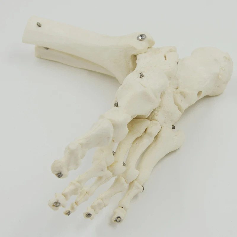 Human Foot Bone Model Foot Sole Joints of Foot Ankle Tibia and Fibula Foot Model Department of Orthopedics Teaching for Medical