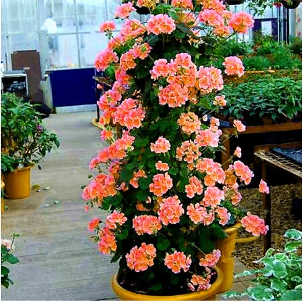 100 szt rzadkie wspinaczka Geranium Pelargonium Peltatum drzewo Bonsai wieloletnich kwiat kryty pokoje ogród doniczkowa roślina Easy rosną tanie i dobre opinie Kwitnące rośliny Mini duże małe średnie Wykluczone Bardzo proste Upiększających Rośliny ogrodowe Subtropikalnych 100 szt rzadkie wspinaczka Geranium Pelargonium Peltatum drzewo Bonsai wieloletnich kwiat kryty pokoje ogród doniczkowa roślina Easy rosną tanie i dobre opinie Kwitnące rośliny Mini duże małe średnie Wykluczone Bardzo proste Upiększających Rośliny ogrodowe Subtropikalnych