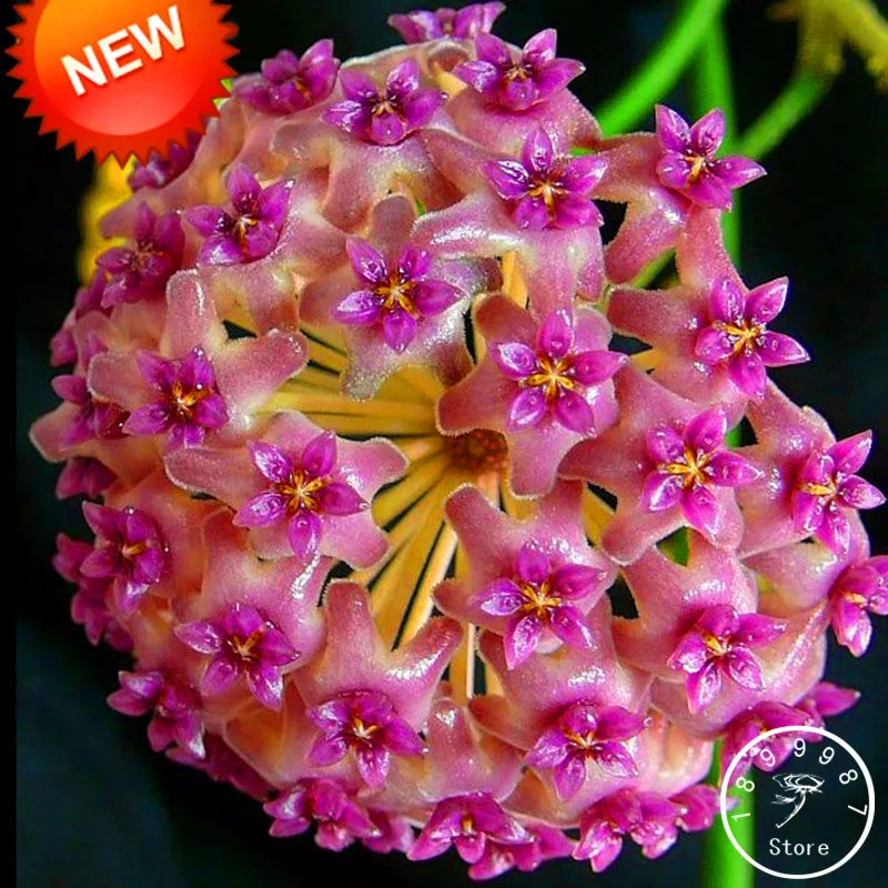 

Sale!Fuchsia Ball Orchid Bonsai Hoya Carnosa Plantas Potted Orchid Flower Garden Plants 100 Pcs/Pack,#UCYK8Y