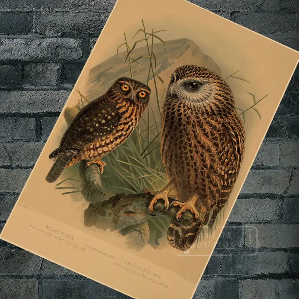 Nueva Zelanda Nz Aves Nativas Riendo Buho Viajes Clasico Pegatinas