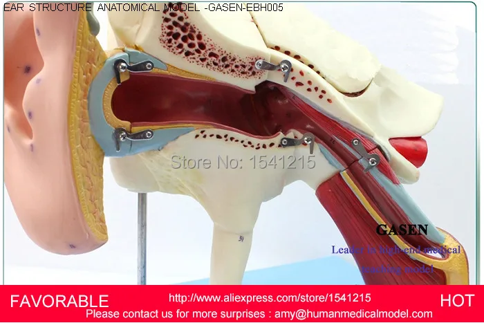 

EAR ANATOMICAL ,ANATOMY ,EAR ANATOMY MODEL,AURICLE, MEDICAL ANATOMY,ANATOMY EAR ANATOMY MODEL-GASEN-EBH005