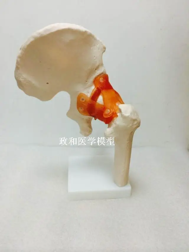 Бедра полная модель скелета Femoral Joint С Ligament обучающая модель