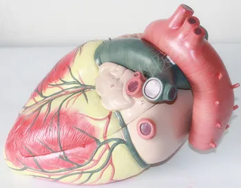 

Medical ultrasound Cardiology heart model human heart anatomical model enlarged version of the heart
