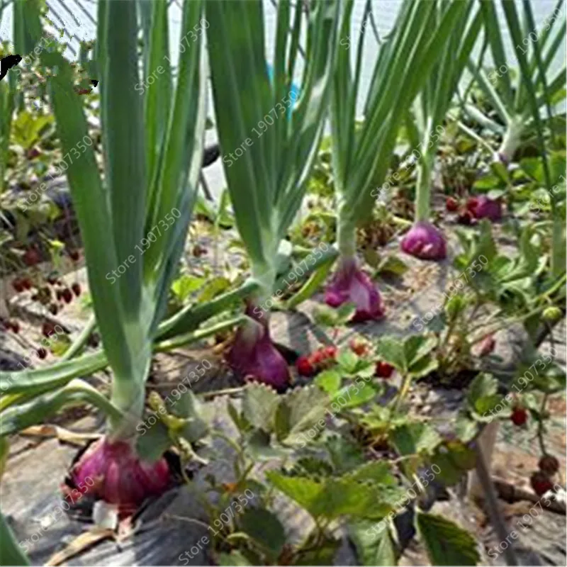 100Pcs Red Onion Seeds Best Seeds Online Free Shipping Worldwide