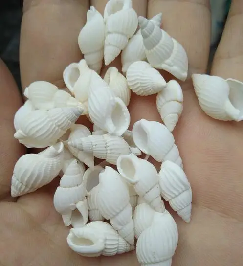 

Freeshipping 600pcs/lot white Natural Spiral Shell Loose Beads 1cm sea shell snail/trumpet she fish tank to decorate To stick
