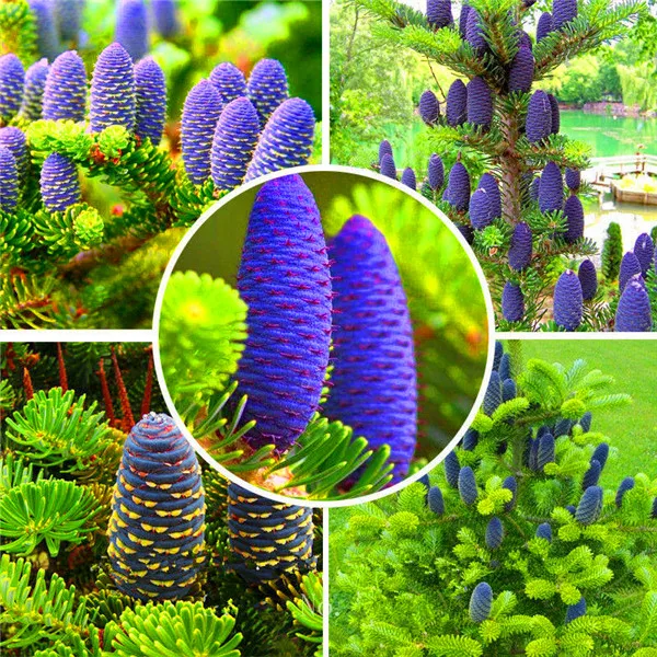 

Sales! 200 Pcs/Bag Korean Fir Abies Nordmann Fir (Christmas Tree, Conifer) Tree Flower House Garden Bonsai Plants