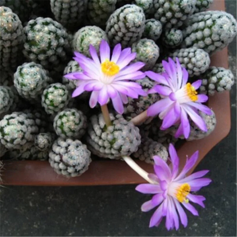 20-sementes-cactus-Rebutia-MIX-variedade