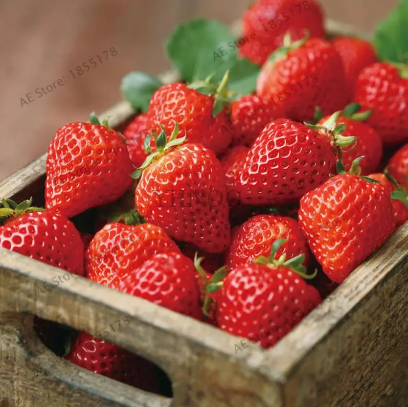 

Japan 1000Pcs Giant Red Strawberry Organic bonsais for Home& Garden