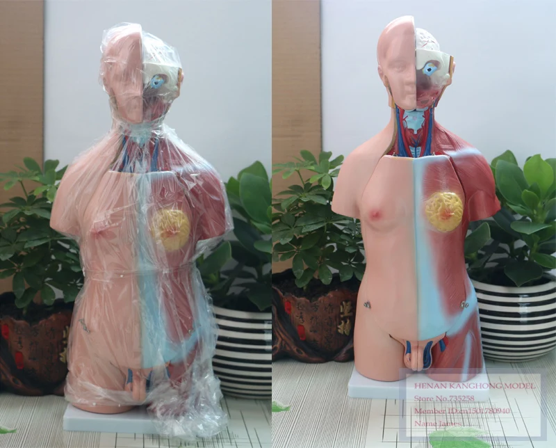 Туловище унисекс 45 см 23 детали тело человека|human body anatomy|human torsohuman torso model |