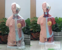 45cm torso unissex 23 partes, modelo de ensino de anatomia do corpo humano