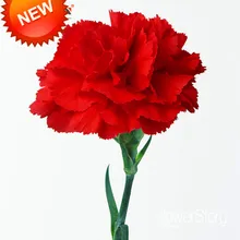 Установленные сроки! 200 шт./упак. большая красная Гвоздика Семена балкон горшках двор садовые растения Шабо семена цветов,# L30Y