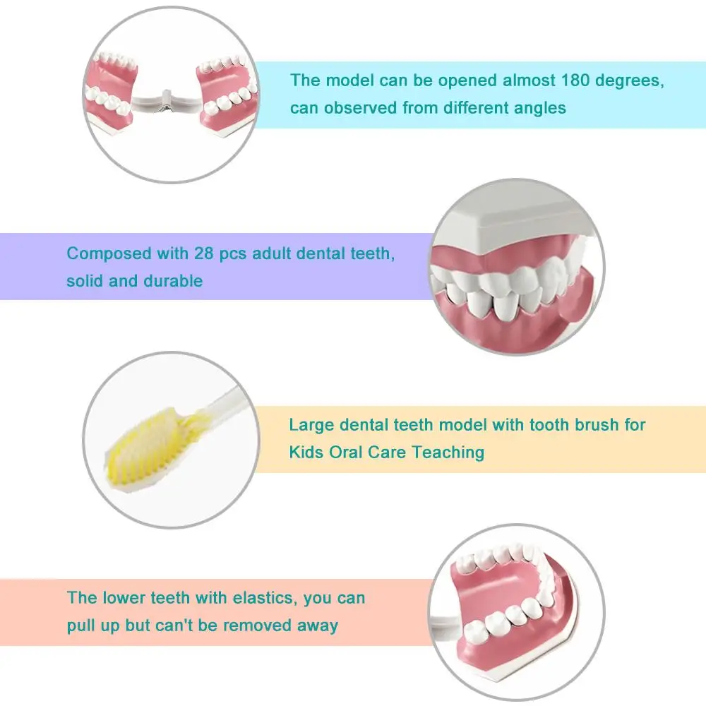 Взрослые Стоматологическая модель зубов и зубная щетка со съемными высококлассными зубами обучающая модель для детей