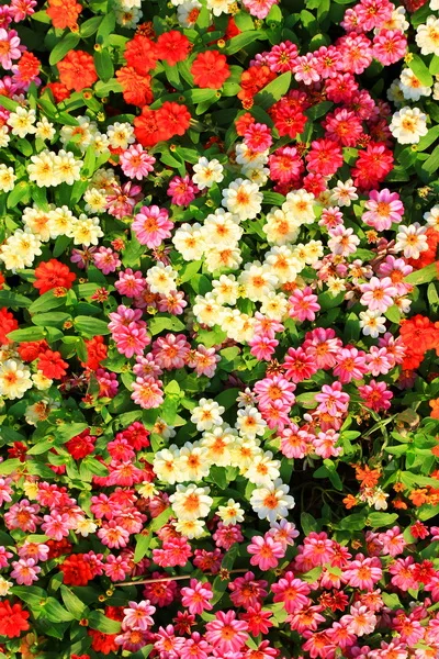 

8 ft Vinyl cloth print beautiful color flowers photography backdrops for wedding photo studio portrait backgrounds props F-1053