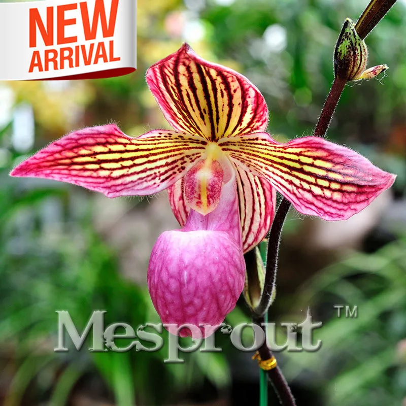 

18 Color Varieties Cypripedium Bonsai Balcony Bonsai Bonsai Patio Flowers Paphiopedilum Slipper Orchid Flower Bonsai 50 PCS