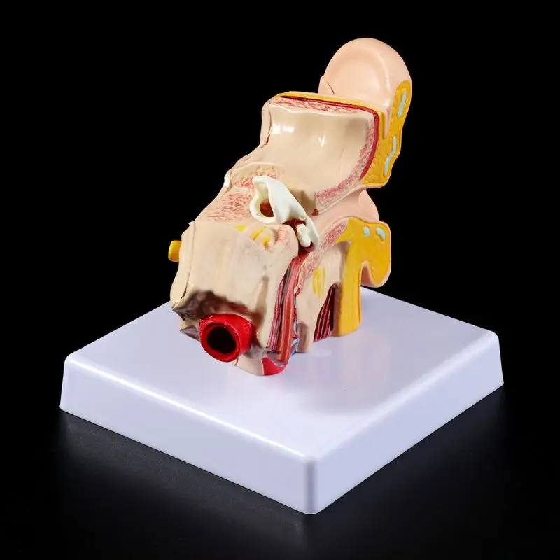  Medical props model 1.5 Times Life Size Human Ear Anatomy Model OrganMedical Teaching Supplies Prof - 4000013072721