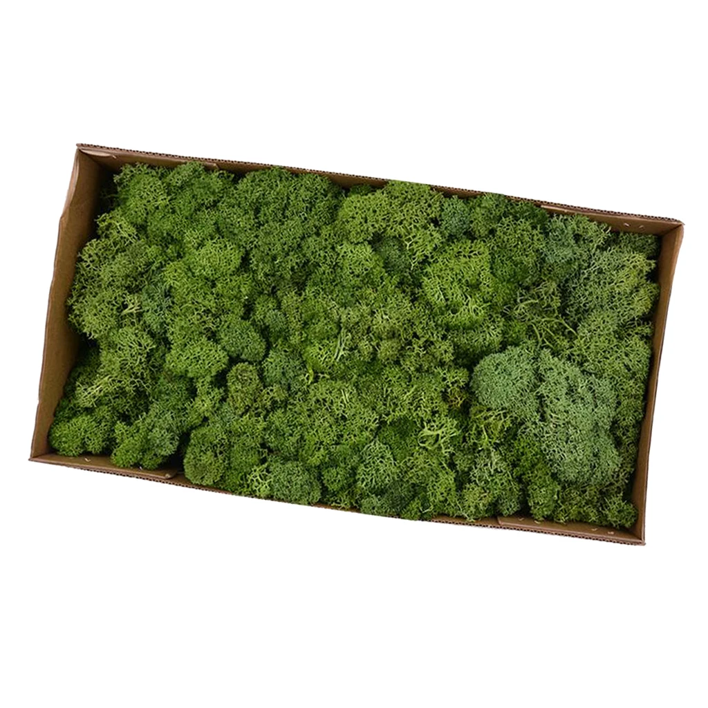 Natural Norwegian Reindeer Moss Preserved Dried Crafts Flower Stamen DIY Micro Landscape Decoration Wedding Party Supply 