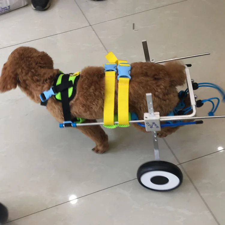 Инвалидные коляски dog wheelchairs. Инвалидная коляска для собак walkin wheels. Инвалит ная коляска для собаки. Тележка для собаки инвалида. Тележка для собак для задних лап.