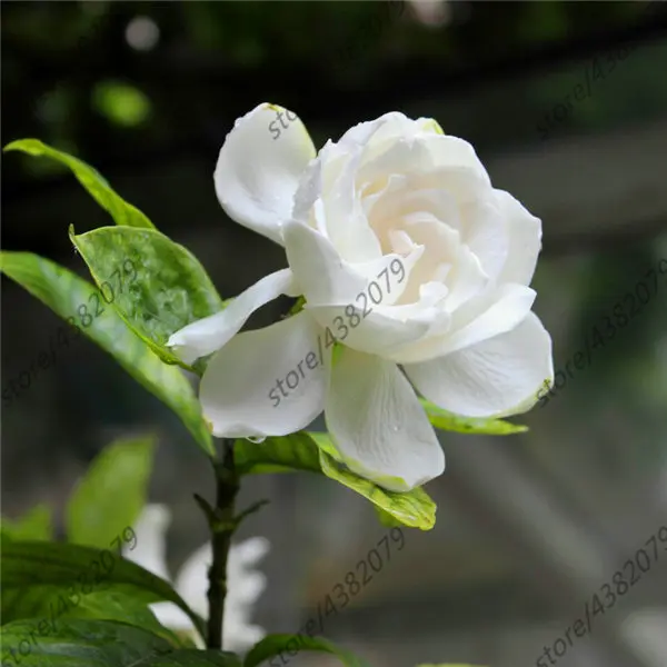 2PCS Gardenia Bulbs Cape Jasmine plant Fragrant Exotic Shrub Open Pollinate Rare Beautiful Bonsai Plant Indoor Flower