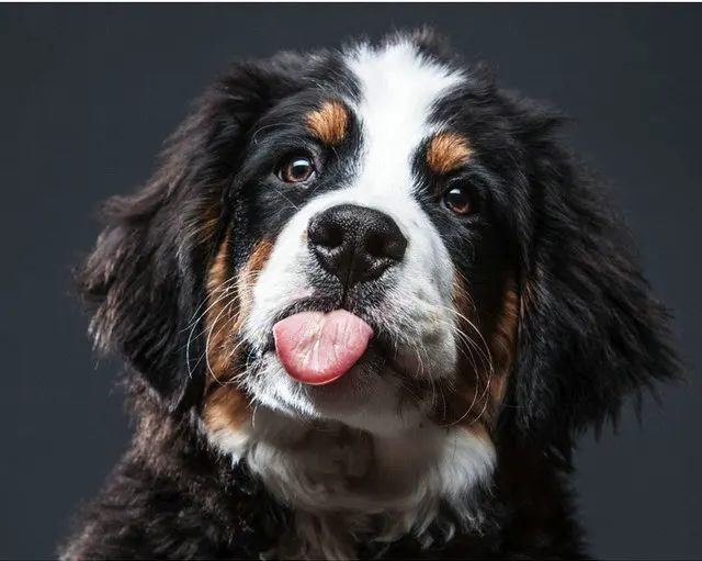 Mosaico-5d-full-laid-Diamond-painting-embroidery-Puppy-Bernese-Mountain-Dog-Animal-beads-cross-stitch-handwork.jpg_640x640