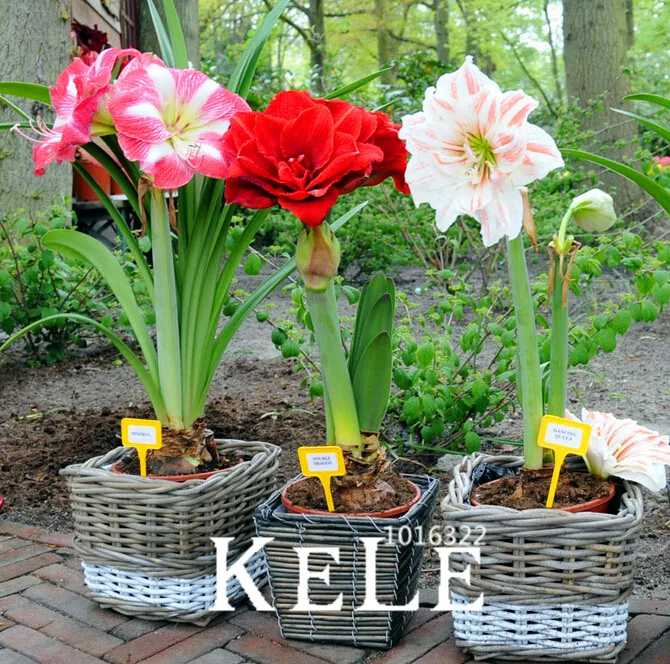 

Amaryllis garden, free shipping cheap Flower plant, Barbados lily potted flores, Bonsai flower, 200 Pcs/pack,#D03S5W