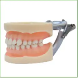 1 шт. Стандартный модель, 28 шт., мягкая резинка, зубы моделей зубы челюсти модели для стоматологической школы преподавания Стоматолог Зубной