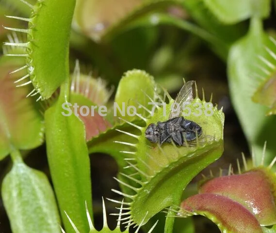 

Potted Insectivorous Plant bonsais Dionaea Muscipula Giant Clip Venus Flytrap bonsais 20pcs