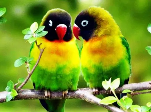 

5D Diy Daimond Painting Pink Parrot 3D Diamond Painting Round Rhinestones Full Diamant Painting Embroidery Cartoon