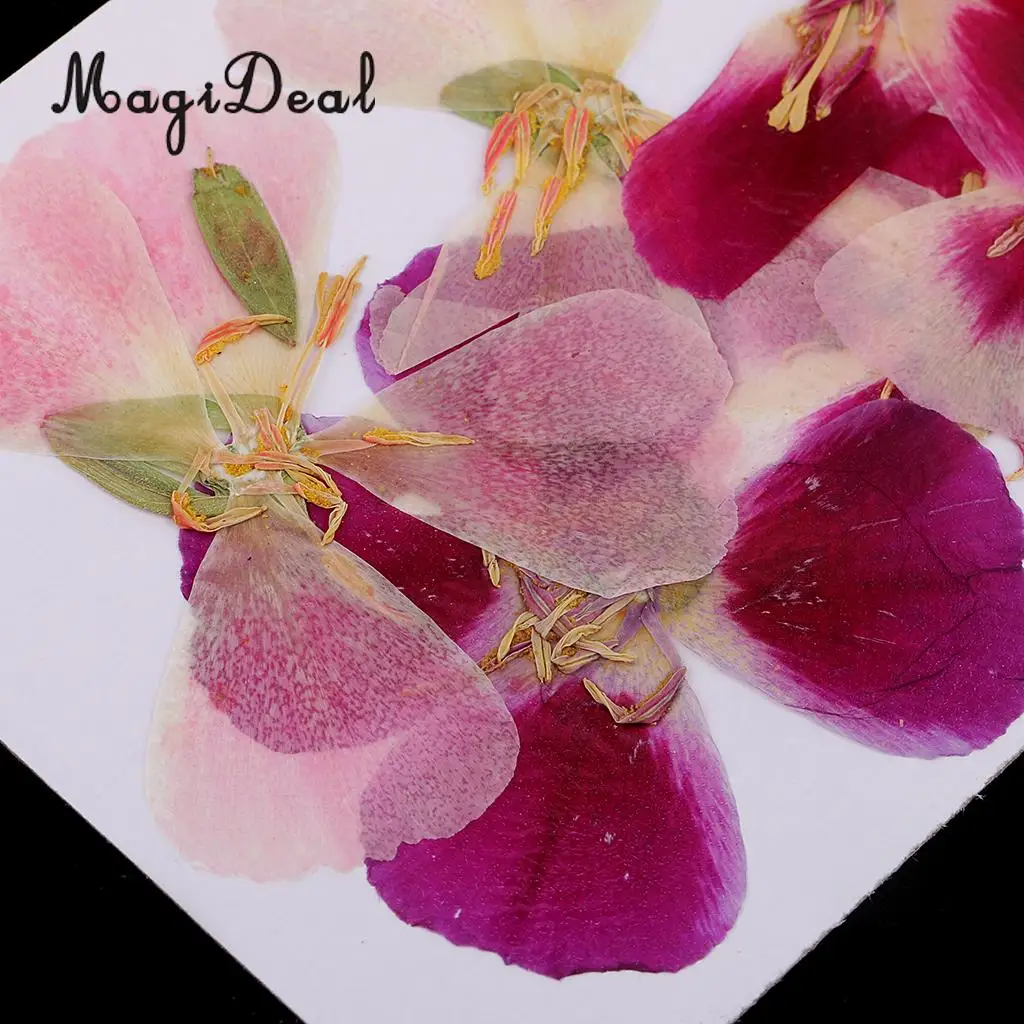 6x Natural Pressed Real Dried Flower Specimen for Jewelry Making Resin Casting DIY Craft Scrapbook Embellishment 4-7cm