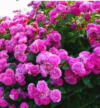 Семена Роз Купить Многолетние