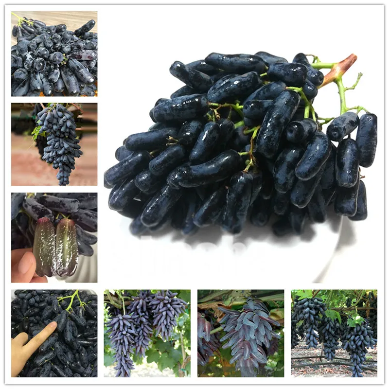 

500 pcs/bag Grape Tree bonsai fruit black grape plants Dwarf grapes tree easy grow Japanese Dwarf fruit for home garden planting