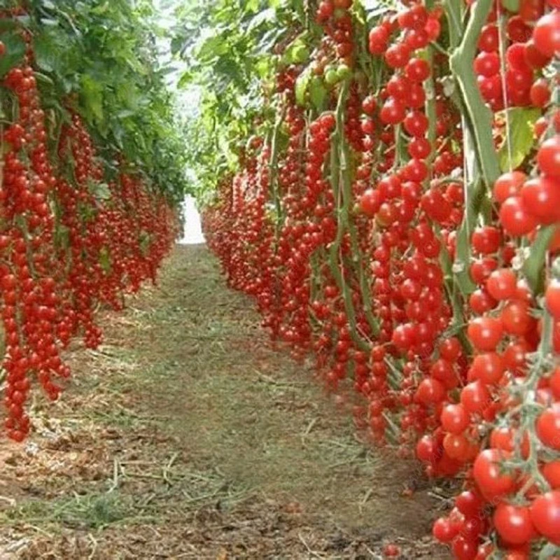 

100/bag Climbing Tomato Bonsai Edible Tomato Plants Tomato Vegetable Non-GMO Food Pot Home Garden Plant