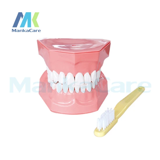 

Manka Care - 2 TimesBrushing Model Oral Model Teeth Tooth Model and Toothbrush combo Free shipping