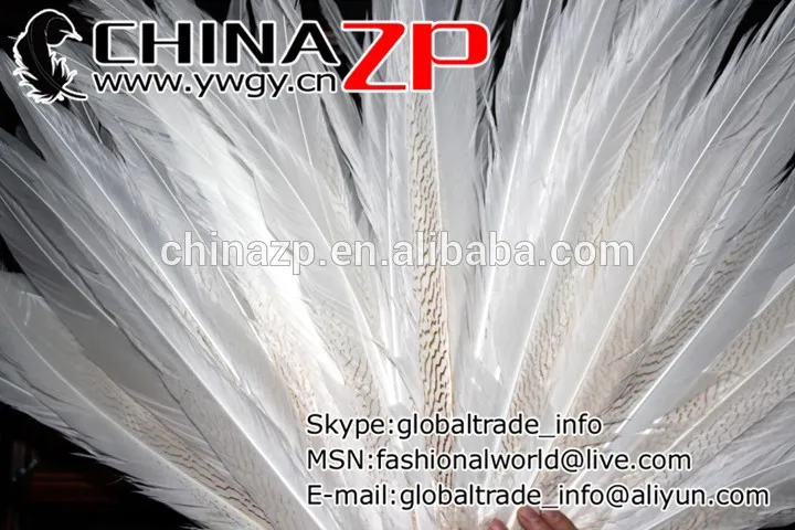 Long Siliver Pheasant feathers (5)