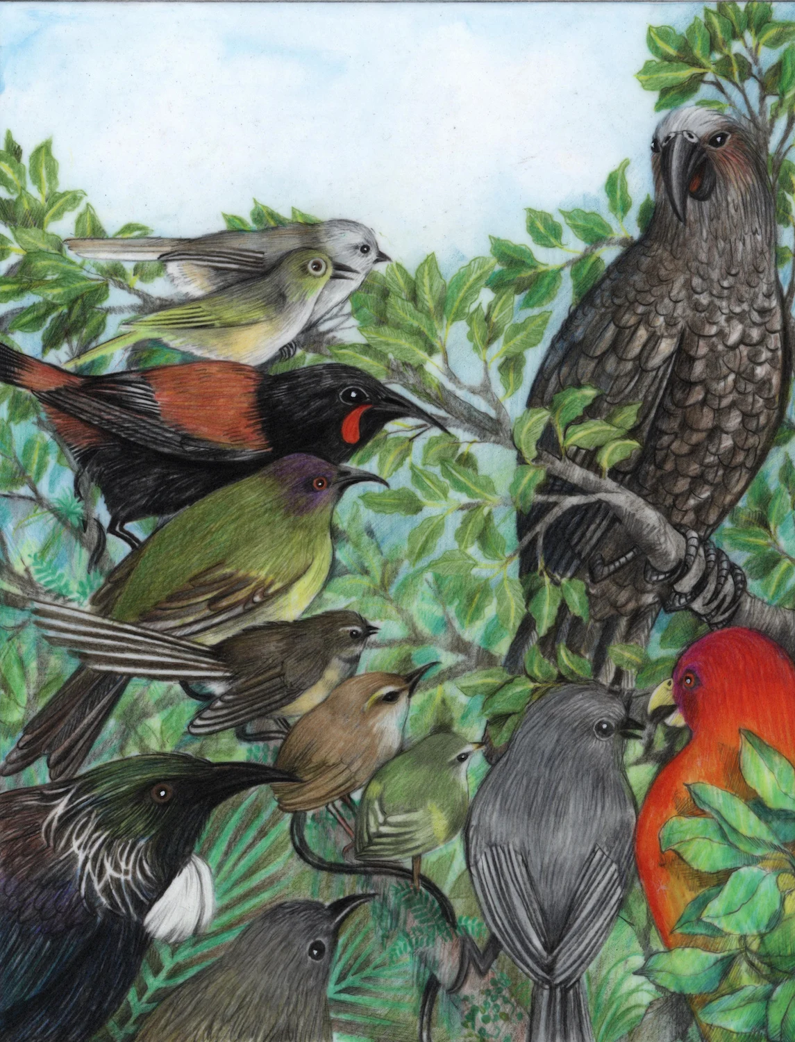 New Zealand NZ Birds Illustration Travel Classic Wall Sticker Canvas