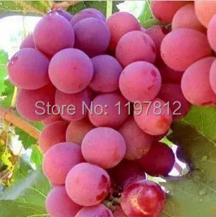 Spedizione gratuita gigante rosa uva rare 50 bonsai di frutta bonsai bonsai per Spedizione gratuita gigante rosa uva rare 50 bonsai di frutta bonsai bonsai per