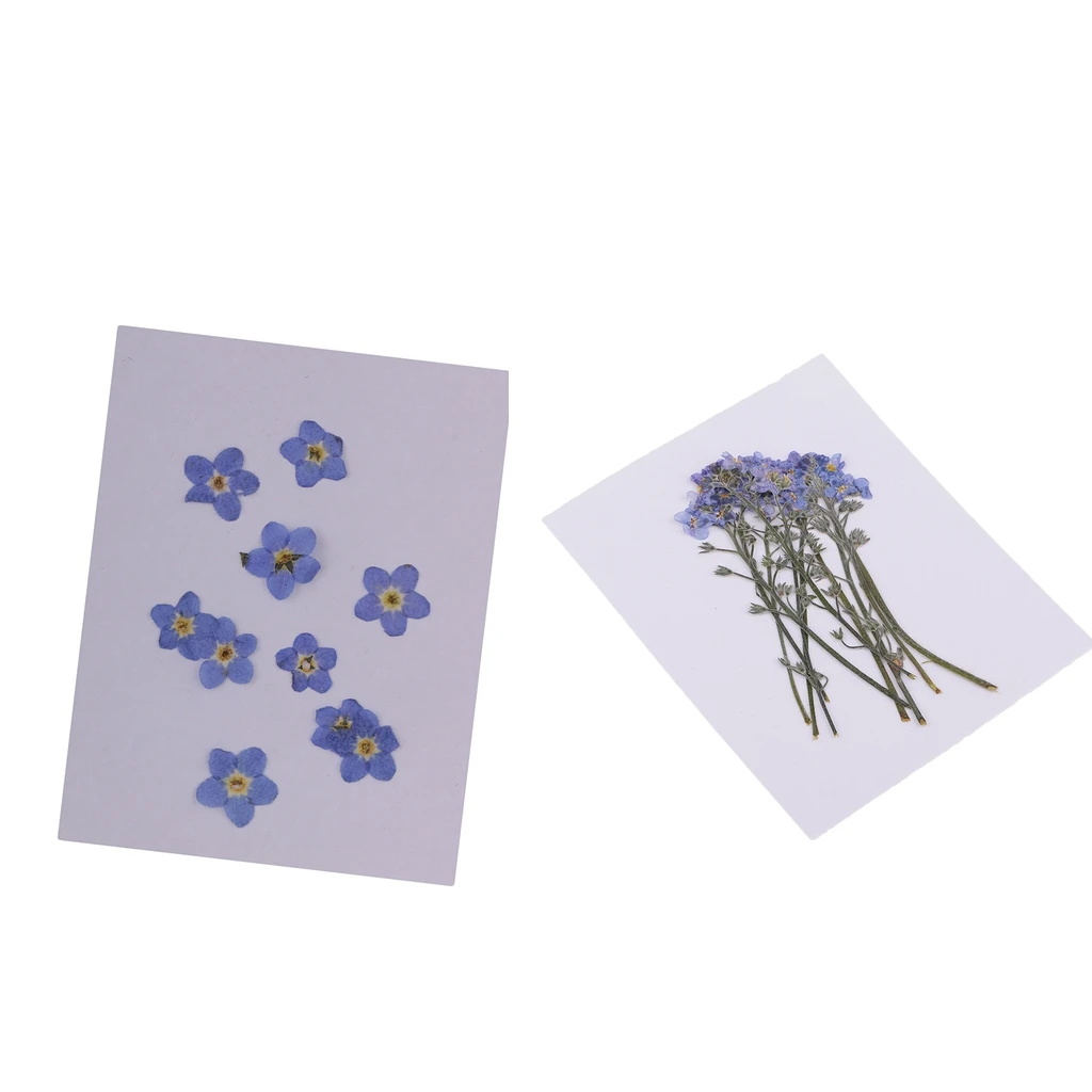 20x Forget-me-not Natural Dried Flower Pressed Dried Flowers DIY Phone Case Scrapbooking Art Craft
