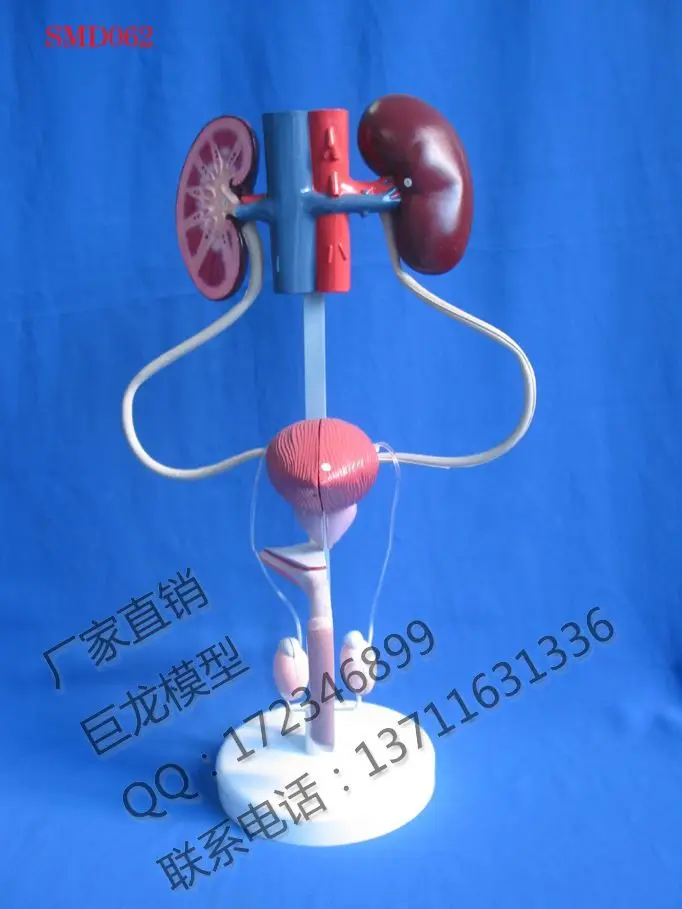 human body model the male urogenital system anatomical