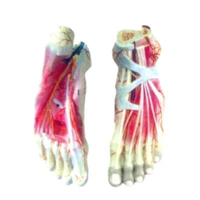

Human foot local anatomical model Medical teaching training model 24*8.5*11cm free shipping