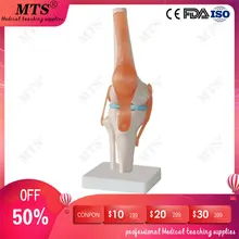 High quality Human anatomy skeleton Knee Joint with Ligament Anatomical Model traumatic pistol medical Teaching aid 1 1 pvc high quality cardiac anatomy model medical teaching tool art tool instructional tool clinic figurines