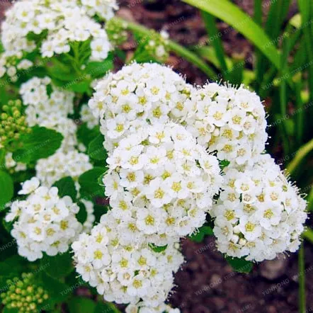 

100Pcs/Bag Climbing Hydrangea Flowers bonsai , Planting Is Simple, Budding Rate Of 95%, Four Season Sowing Rare Flower plant
