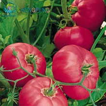 Rare Brand Boy Hybrid Rose Pink Big Tomato Seeds, Professional Pack, 100 Seeds / Pack, Tasty Rich Brandywine Flavor Tomato