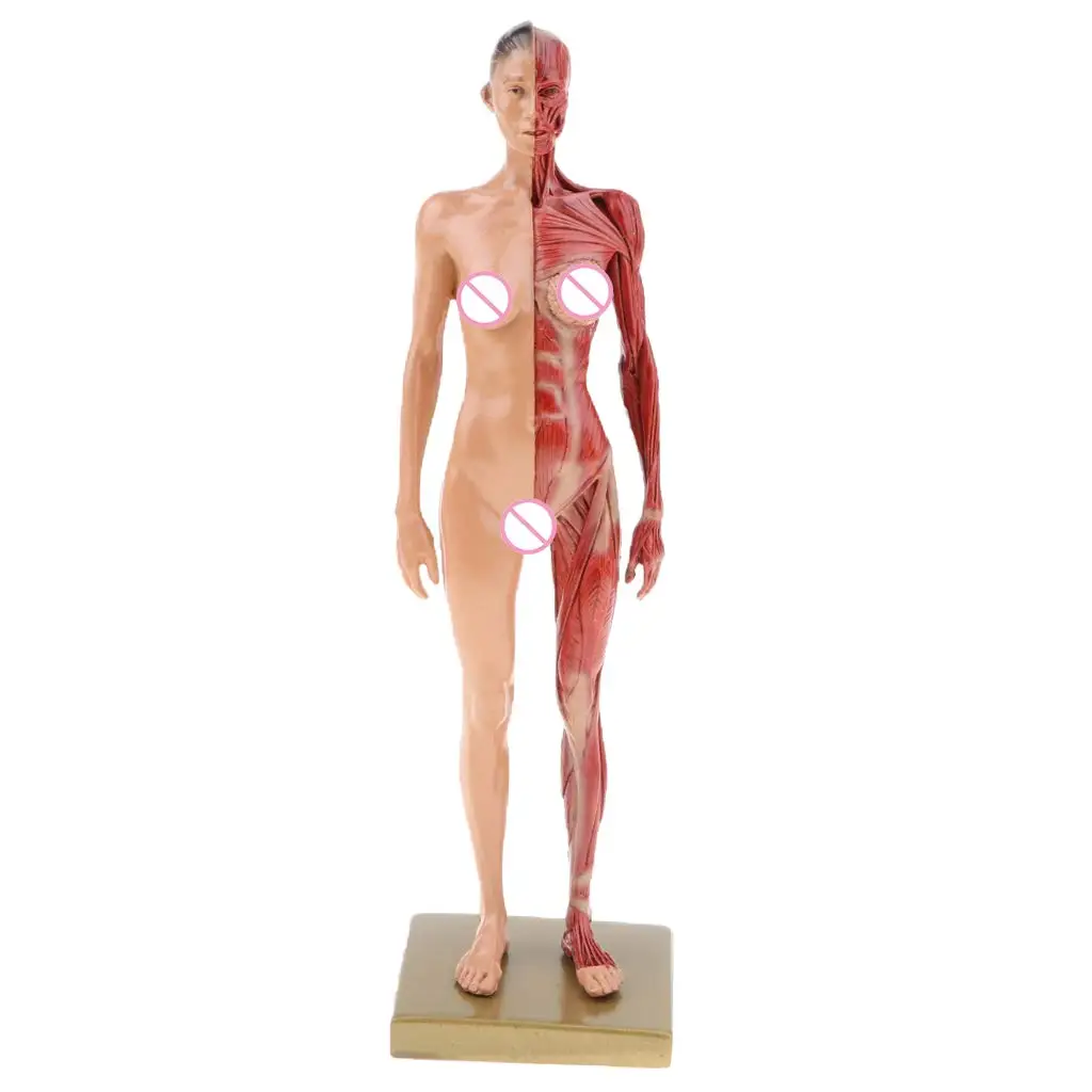  30cm Female Muscle Model Structure Human Woman Anatomical Model for School Teaching Tool Learning D - 32973589283
