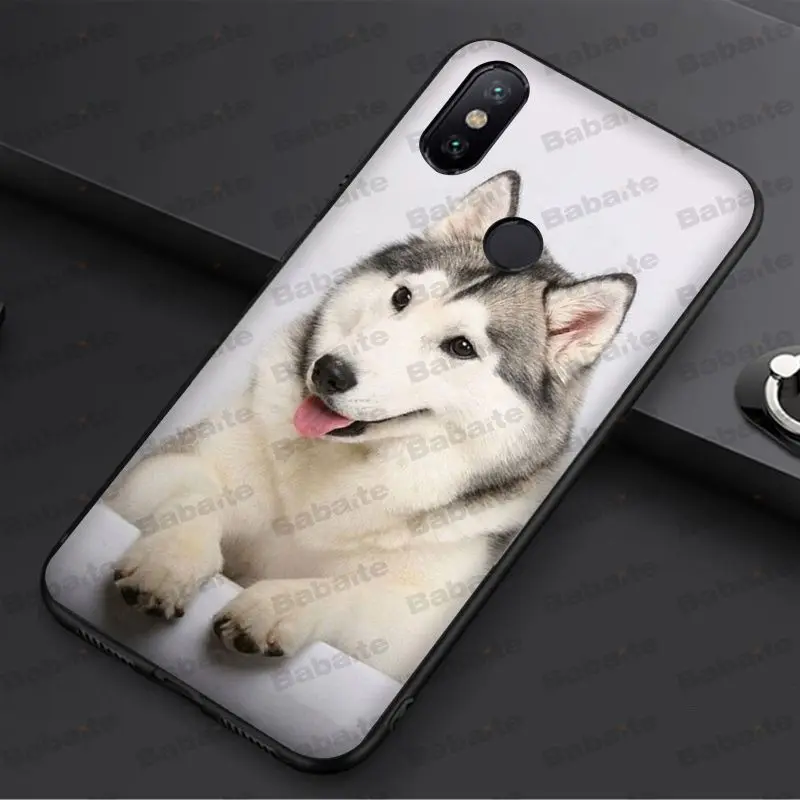 Animal Husky cute Puppy Dog