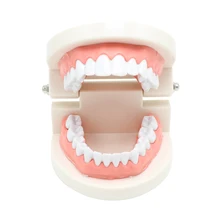 Высококачественная форма для взрослых, модель зубов, стандартный стоматологический обучающий инструмент, демонстрационный инструмент