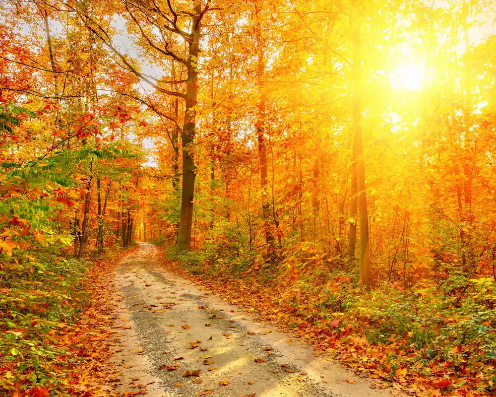 Fonds D Automne Lumineux Feuilles Jaunes Chemin De Foret Theme De Mariage Fonds De Photographie Tissu Mince Studios Photo Aliexpress Fonds D Automne Lumineux Feuilles Jaunes Chemin De Foret Theme De Mariage Fonds De Photographie Tissu Mince Studios Photo Aliexpress