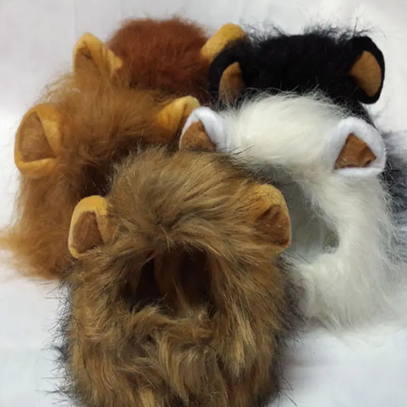 funny cute pet cat