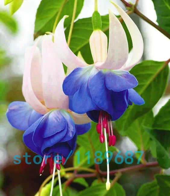 200pcs/bag Fuchsia seeds,Fuchsia Flowers ,Lantern flower,begonia flower seeds,bonsai flower seeds,plant for home garden